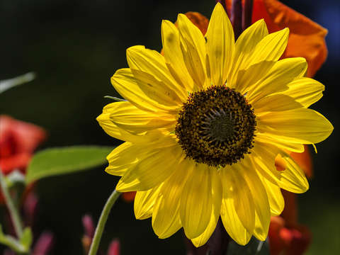 Sunflower 7