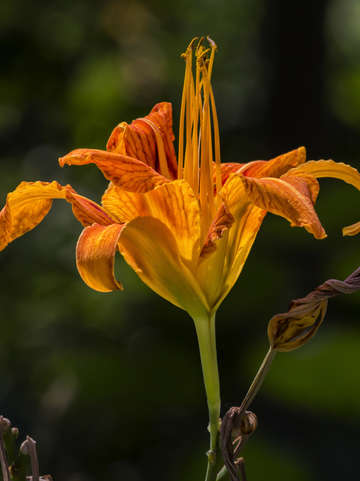 Lily 6