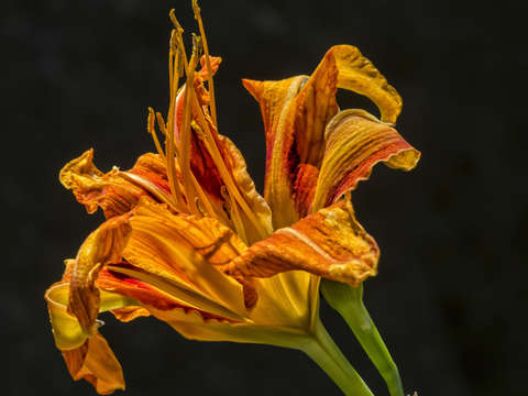 Lily 7