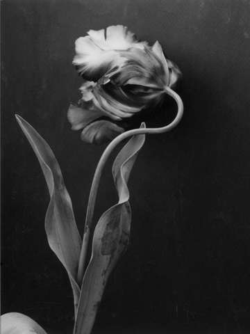 Tulip