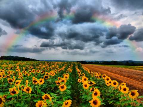 Sunflower rainbow