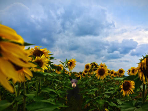 Sunflower haven