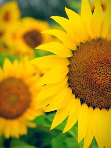 Yellow peek