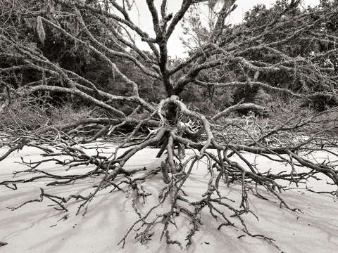 Wood study ii