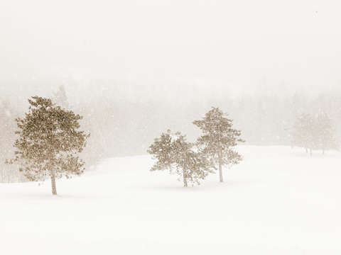 Snowy winter landscape i