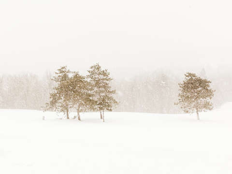 Snowy Winter Landscape III