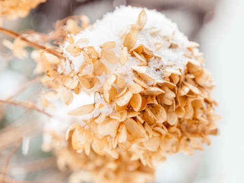 Winter hydrangea ii