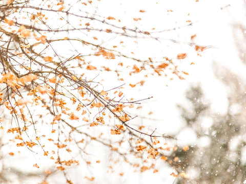 Winter blossoms i