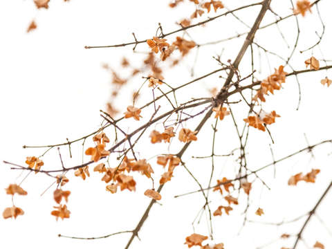 Winter blossoms ii