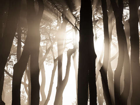 Morning light 6