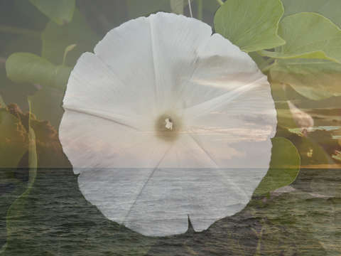 Hawaiian Sunset 1