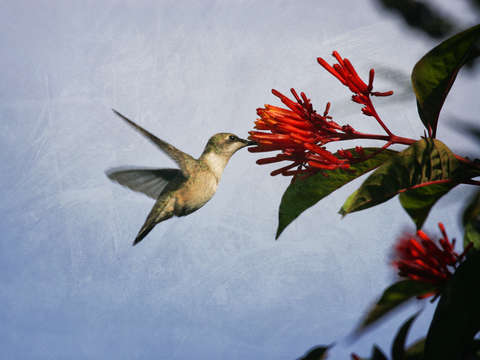 Hummingbird Red Flower