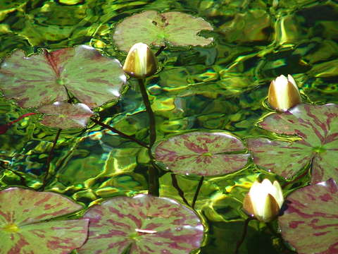 Lilies
