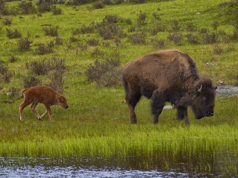 Bison family