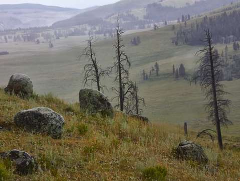 Mountain Pasture
