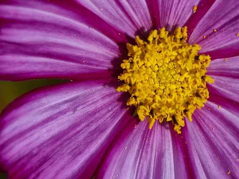 Flower details