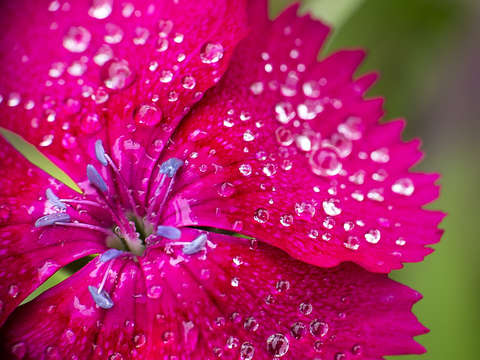 Flower 4