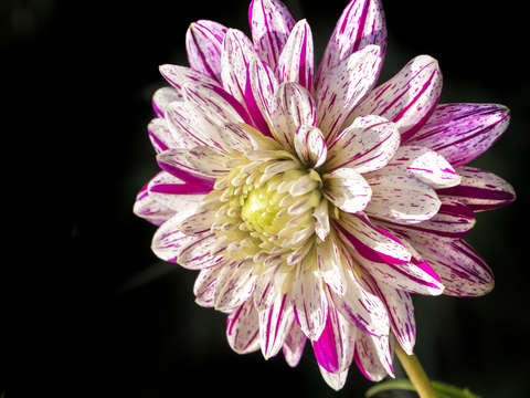 Flower 7
