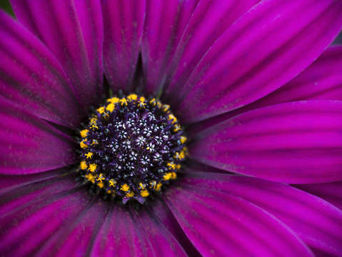 Flower 920