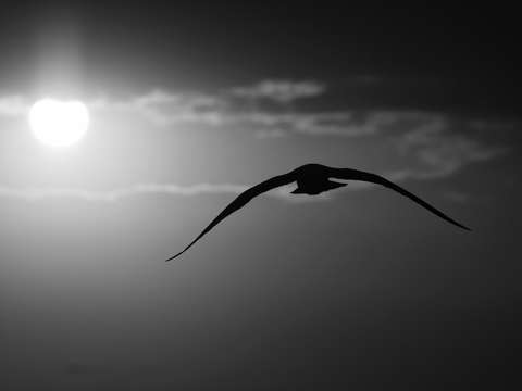 Seagull flying into the sun