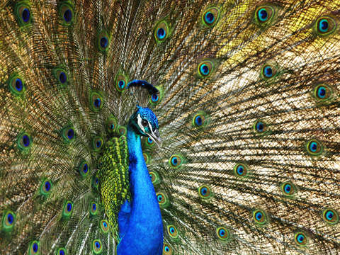 Peacock plumage