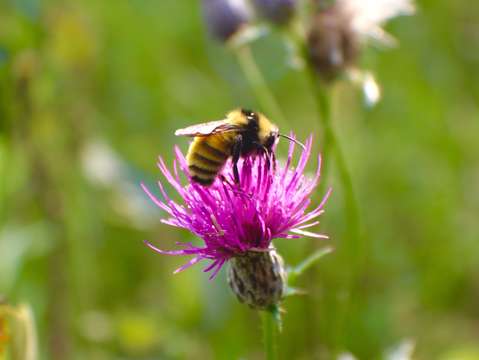 Bee happiness