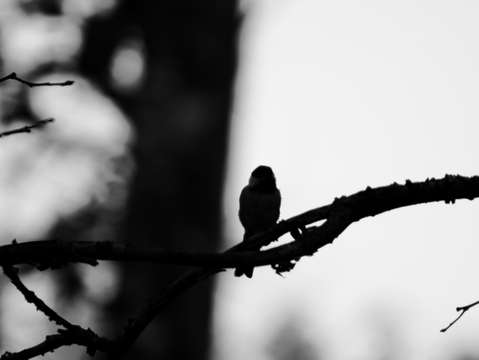 Pretty birdie