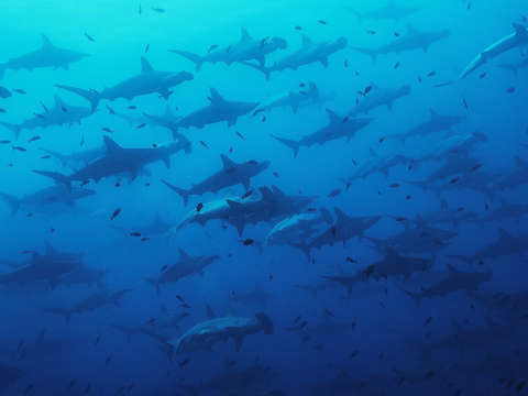 Galapagos shark party