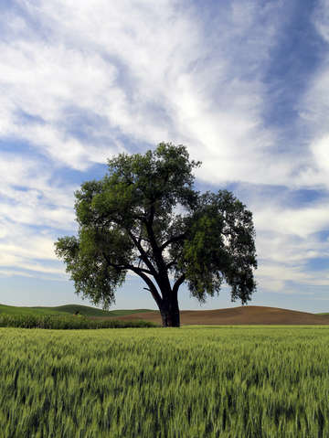 The cottonwood tree