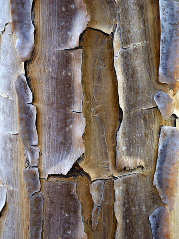 Quiver tree bark