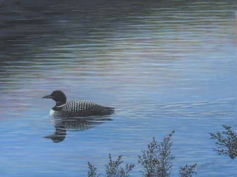 The loon