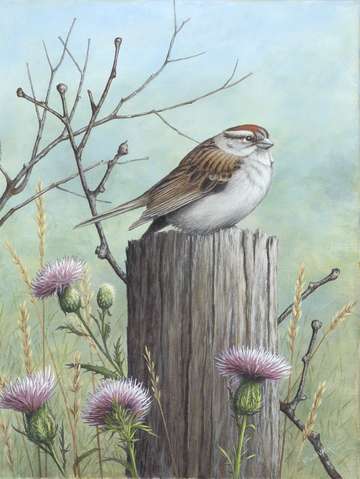 Chipping Sparrow