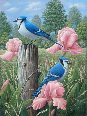Blue jays