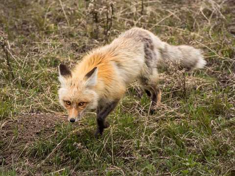 Red fox 3
