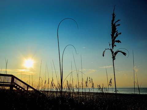 Grasses in the sunrise