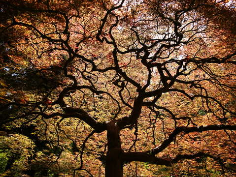 Unity tree