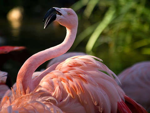 Chilean flamingo
