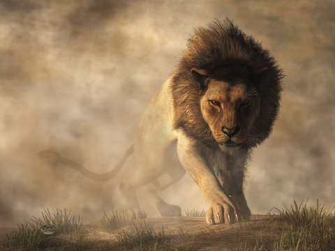 Lion 3