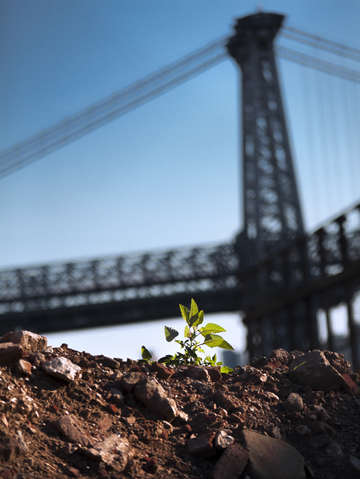 A tree grows in brooklyn 2