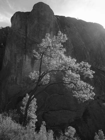 Pinnacles tree