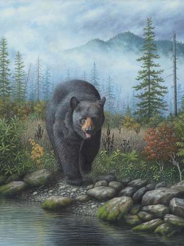 Smoky mountain black bear