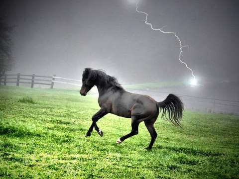 Electric stallion