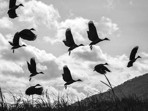 Whistling ducks 2