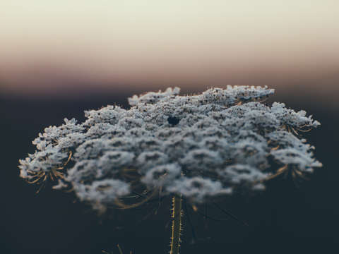 Faded lace of queen anne