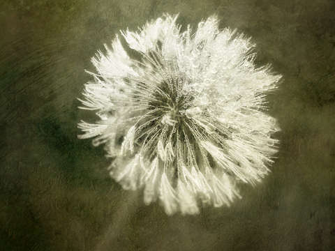 Water drops on dandelion flower ii