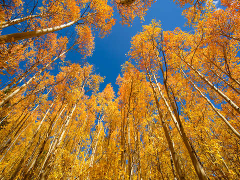Aspens against the sky