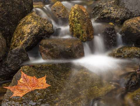 Rockaway River Fall Leaf