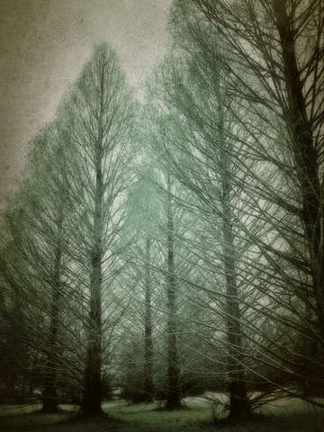 Winter dream