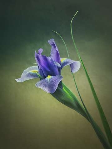 Iris 9