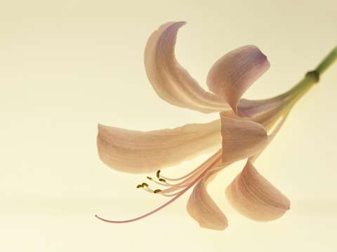 Naked Lady Lily